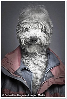 Dogilike.com :: ѡ! ҧҾԵ˹عѢѺҢͧ