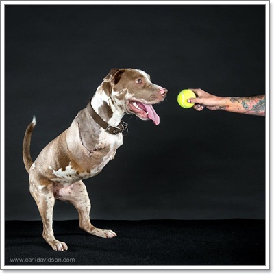 Dogilike.com :: ͹͹ Է 2  ѭ㨪Сѹ!!