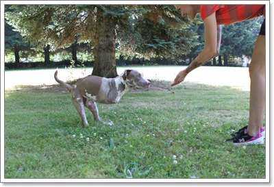 Dogilike.com :: ͹͹ Է 2  ѭ㨪Сѹ!!