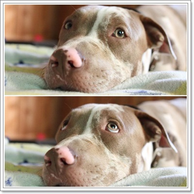 Dogilike.com :: ͹͹ Է 2  ѭ㨪Сѹ!!