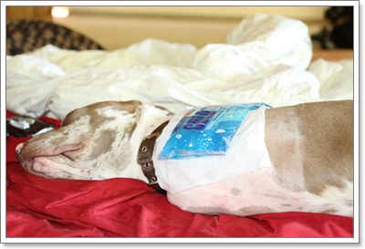 Dogilike.com :: ͹͹ Է 2  ѭ㨪Сѹ!!