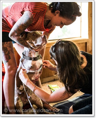 Dogilike.com :: ͹͹ Է 2  ѭ㨪Сѹ!!