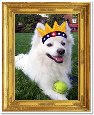 Dogilike.com :: ͻपѹ! Ңͧͺ觵ǹͧ