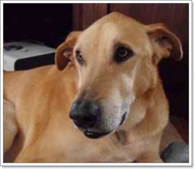 Dogilike.com :: ش! ͧҹ͹Ⱦ͹ٺ١ö俪
