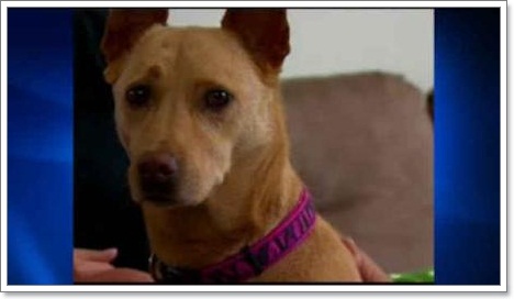 Dogilike.com :: ٺ㨡! Ңͧ١äٹ 5 