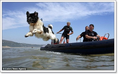 Dogilike.com :: วิซ สุดยอดสี่ขากู้ภัยแห่งพื้นทะเล