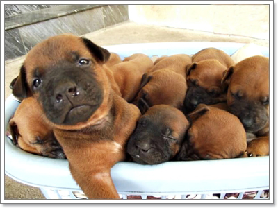 Dogilike.com :: ѧҹ شʹعѢ¾ѹҡԴѹѺš