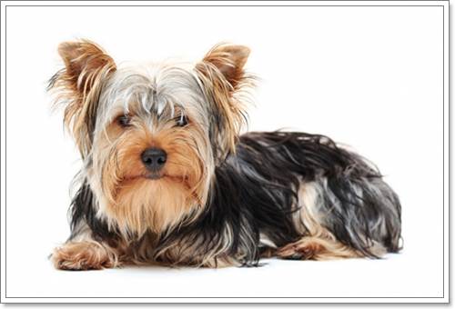 10 สายพันธุ์น้องหมาเหมาะเลี้ยงคอนโด!! | Dogilike.Com