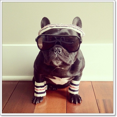 Dogilike.com :: ͵ ùŴ͡ شͺԹʵ!