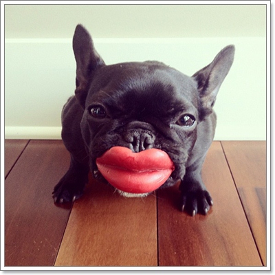 Dogilike.com :: ͵ ùŴ͡ شͺԹʵ!