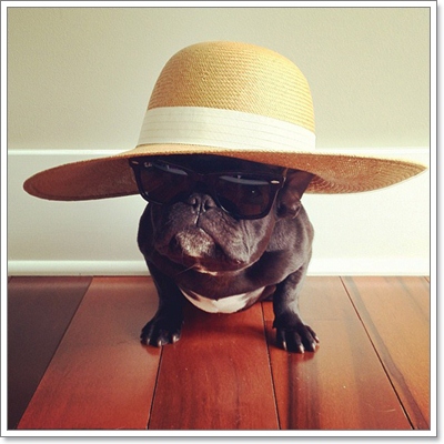 Dogilike.com :: ͵ ùŴ͡ شͺԹʵ!