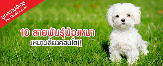 10 สายพันธุ์น้องหมาเหมาะเลี้ยงคอนโด!! | Dogilike.Com