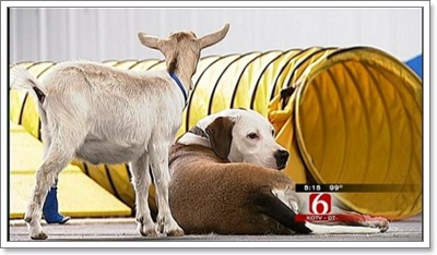 Dogilike.com :: ѡ! Է㨴§١еǨ
