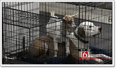 Dogilike.com :: ѡ! Է㨴§١еǨ