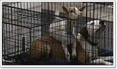 Dogilike.com :: ѡ! Է㨴§١еǨ