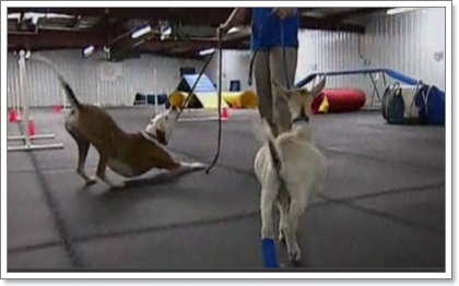 Dogilike.com :: ѡ! Է㨴§١еǨ