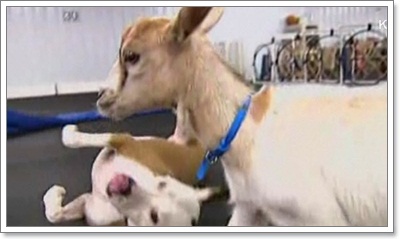 Dogilike.com :: ѡ! Է㨴§١еǨ