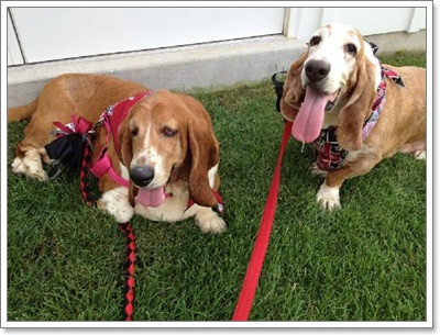 Dogilike.com :: สุดซึ้ง! เจ้าของเจอสุนัขที่ถูกขโมยไปนาน 5 ปี