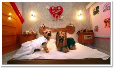 Dogilike.com :: ! ҧ Love hotel  çѡѺͧ