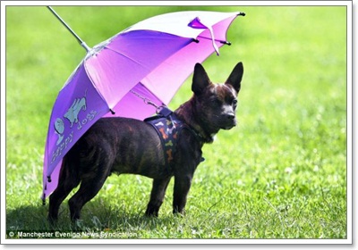 Dogilike.com :: Ѻ˹ҽ! ͧͧ״͡