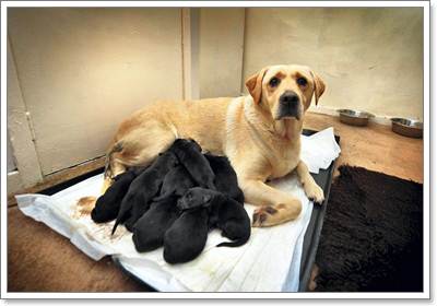 Dogilike.com :: Ңͧ! ҺҴʹ١ 12 Ѻʵ