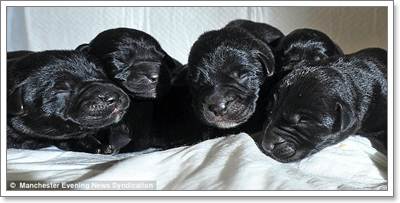 Dogilike.com :: Ңͧ! ҺҴʹ١ 12 Ѻʵ
