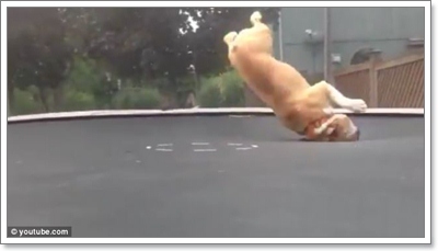 Dogilike.com :: Իش! ١Ŵ͡ⴴչ