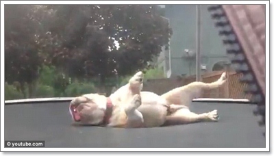 Dogilike.com :: Իش! ١Ŵ͡ⴴչ