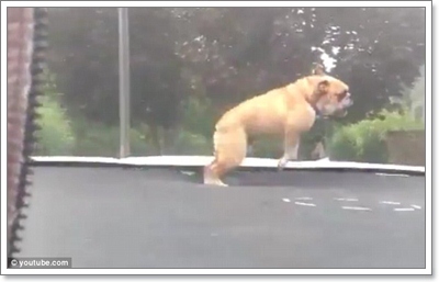 Dogilike.com :: Իش! ١Ŵ͡ⴴչ