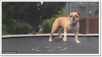 Dogilike.com :: Իش! ١Ŵ͡ⴴչ