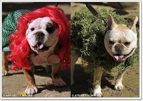 Dogilike.com :: ˭! ٺСѹǨѴԹôչ
