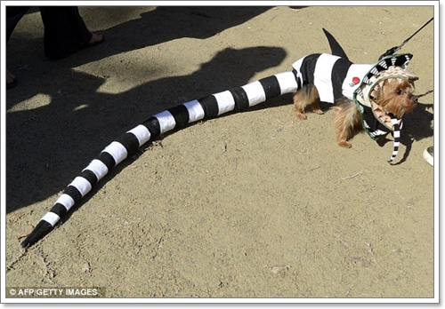 Dogilike.com :: ˭! ٺСѹǨѴԹôչ