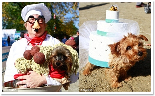 Dogilike.com :: ˭! ٺСѹǨѴԹôչ