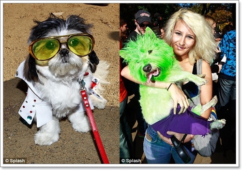 Dogilike.com :: ˭! ٺСѹǨѴԹôչ