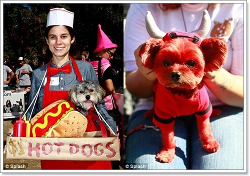 Dogilike.com :: ˭! ٺСѹǨѴԹôչ