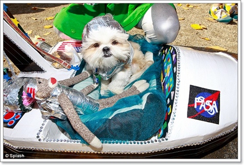 Dogilike.com :: ˭! ٺСѹǨѴԹôչ