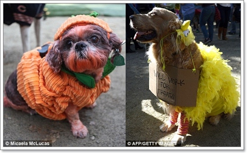 Dogilike.com :: ˭! ٺСѹǨѴԹôչ