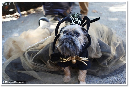 Dogilike.com :: ˭! ٺСѹǨѴԹôչ
