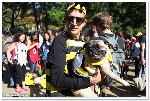 Dogilike.com :: ˭! ٺСѹǨѴԹôչ