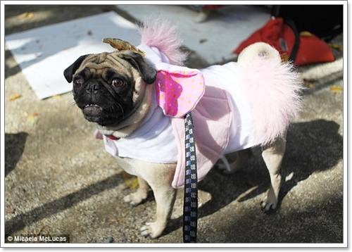 Dogilike.com :: ˭! ٺСѹǨѴԹôչ