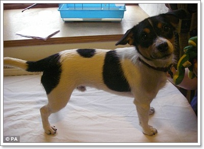 Dogilike.com :: ! عѢԹѹͧѧҢͧ駹ҹ 1 ͹