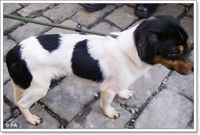 Dogilike.com :: ! عѢԹѹͧѧҢͧ駹ҹ 1 ͹