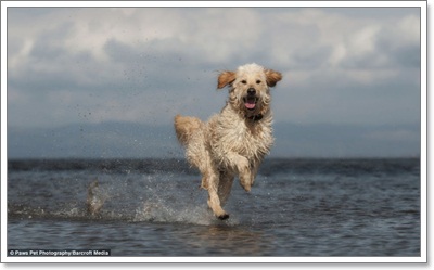 Dogilike.com :: ҧҾ! ҾعѢš  5 ի͹