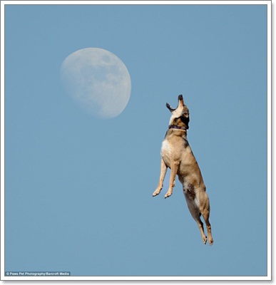 Dogilike.com :: ҧҾ! ҾعѢš  5 ի͹