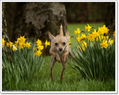 Dogilike.com :: ҧҾ! ҾعѢš  5 ի͹
