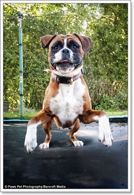 Dogilike.com :: ҧҾ! ҾعѢš  5 ի͹