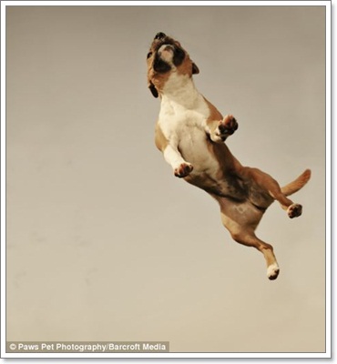 Dogilike.com :: ҧҾ! ҾعѢš  5 ի͹
