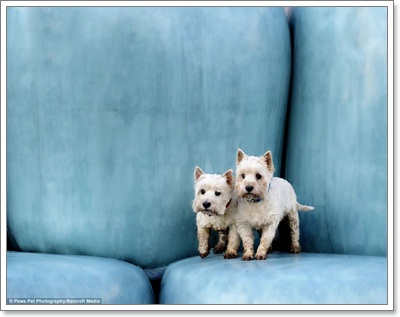 Dogilike.com :: ҧҾ! ҾعѢš  5 ի͹
