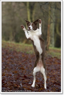 Dogilike.com :: ҧҾ! ҾعѢš  5 ի͹