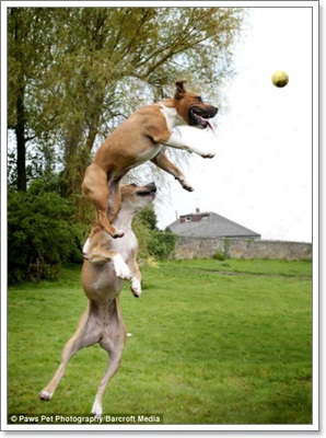 Dogilike.com :: ҧҾ! ҾعѢš  5 ի͹
